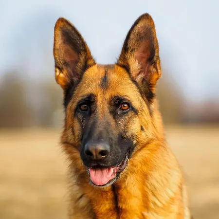 Pet-friendly Дом отдыха Gerin